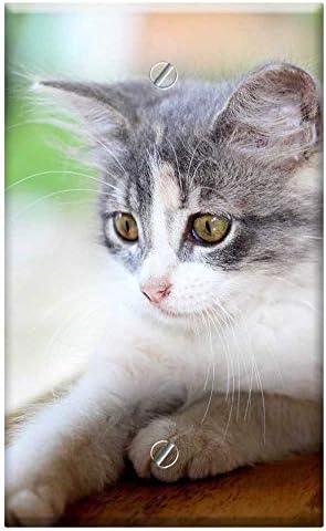 Jedan Bandi Prazan Zid Periku - Kuću, Mačku Mačka Ljubimca Moju Mačku Domaće Mačka Životinja 4